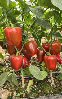 استخدام نگهبان و نیروی کار گلخانه