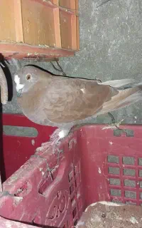 کبوتر گمشده