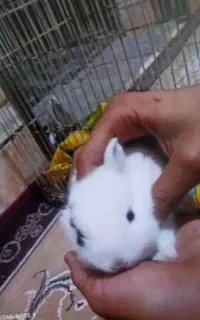 خرگوش لوپ معمولی