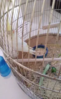 عروس لوتیتو ۹ماهه