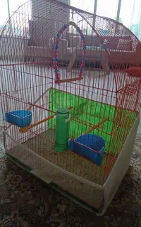 قفس پرنده ( عروس هلندی )