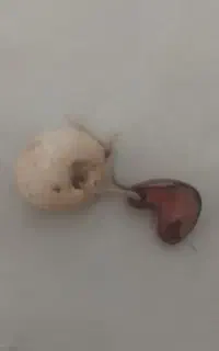 مهره هبهاب کهنه