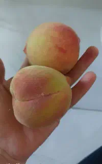 هلو زعفرانی هسته جدا