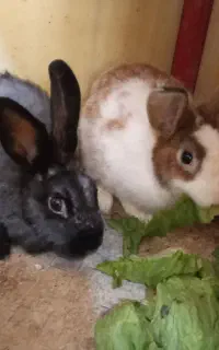 ۳ عدد خرگوش نر بالغ