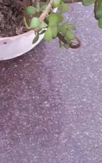 سنگ اوپن