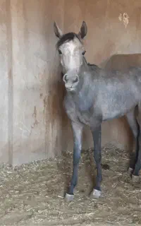 نریان دوسر عرب ۳ ساله