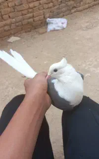 کبوتر پرشتی