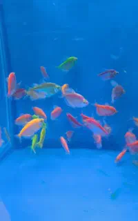 انواع ماهیان زینتی