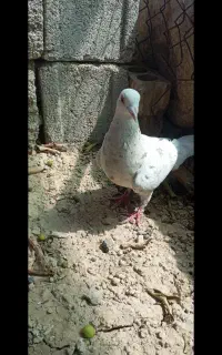 سرور شکلاتی