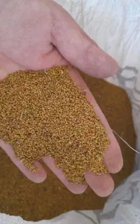 بذر یونجه ابی