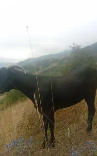 نر بز مورسیا