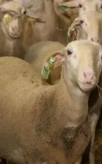 بره زنده لاکن،افشار و محلی