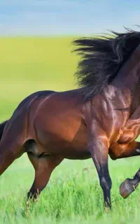 فوری خانم جهت کار منزل و اشپزی