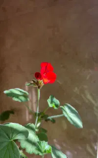 سرکتاب سال نو