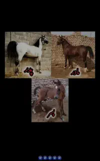 اسب