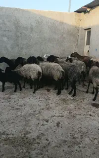 ۱۳راس میش سیاه کبود جوان