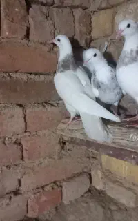 کبوتر