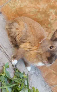 خرگوش کاملن سالم