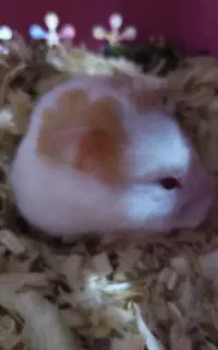 همستر باردار