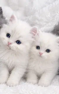 گربه پرشین دونه ای 16 میلیون