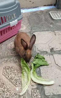 خرگوش