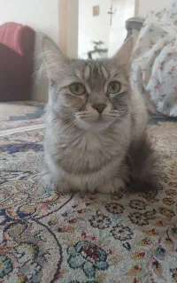 گربه پرشین