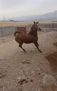 فروش اسب مادیان
