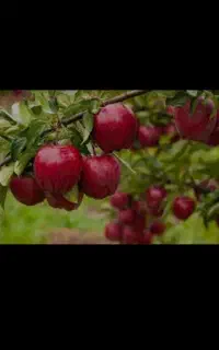 فروش میوه سرِ درختی چیدن و جمع‌آوری با خریدار