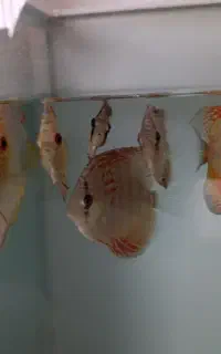 دیسکس