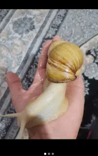 حلزون 10 سانتی