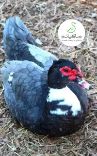 اردک خارجی ، بوقلمون محلی،  بلدرچین