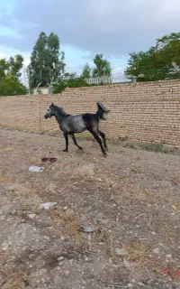 اسب کرد 5به6