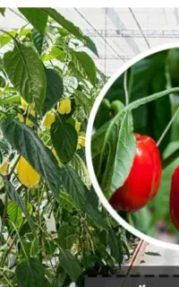 جویای کار گلخانه فلفل و گوجه