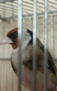 سهره