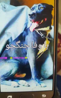 سگ گمشده