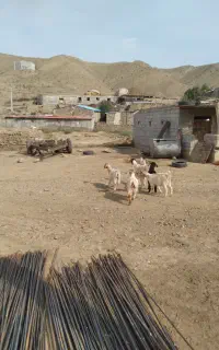 ۵عدد بزغاله  ماده دمازدخ