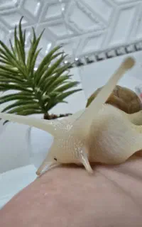 حلزون البینو