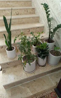 گل وگلدان