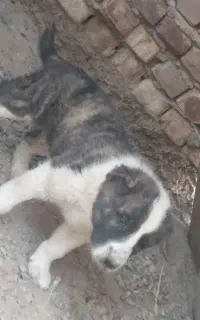 خراسانی