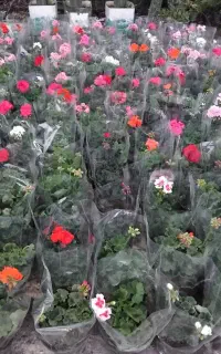 انجام باغچه کاری وجین وتعویض خاک گلدان درمنزل