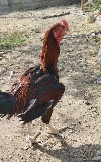 خروس لاری پرمرغی