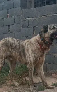 حیوان خراسانی درشت