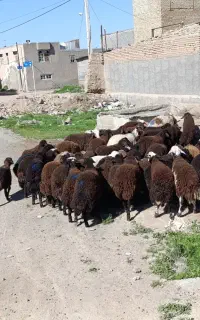 بره نر افشاری درجه 1 دامداری میلاد نجبایی