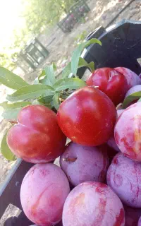 آلو ، لواشک