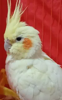 عروس هلندی
