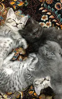 بچه گربه خونگی اسکاتیش اصیل