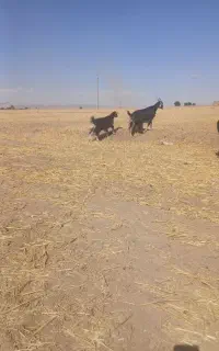 بز بزغاله