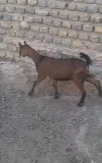 بزغاله نر الپاین  قیمت مناسب