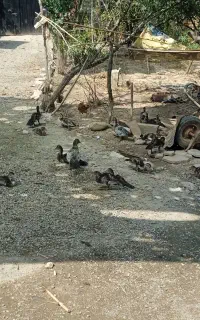 جوجه اردک چهار ماهه