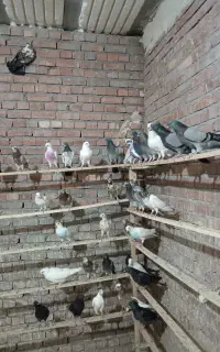 کبوتر پرشی آسمان خراش